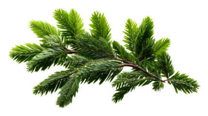Close up of a vibrant green spruce branch with needles casting subtle shadows, perfect for nature and holiday promotions