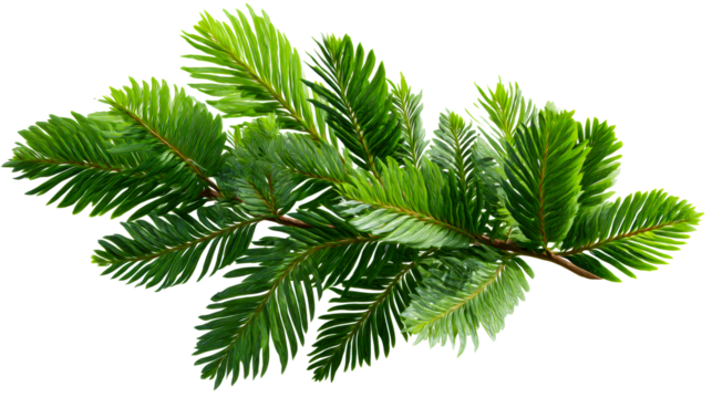 Lush green fir tree branch with detailed needles, perfect for Christmas and seasonal decor projects.