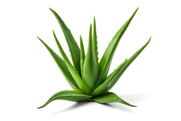 Vibrant green aloe vera plant isolated on white background