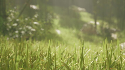 Sunlight filters through trees, illuminating vibrant blades of grass covered in morning dew. The tranquility of nature surrounds, inviting peaceful reflection and appreciation.