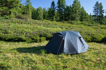 Tourist camp in a mountain forest in Altai. Touristic tent under the morning light.