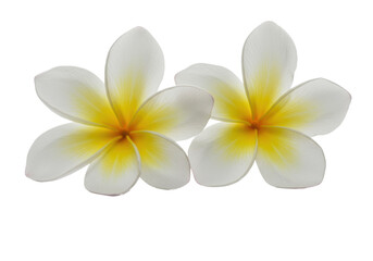 Two pristine plumeria (frangipani) flowers with white, yellow, and orange petals, gently touching on a polished white surface with soft reflection, macro studio shot. Concept of tropical purity and