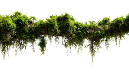 Fototapeta premium Overgrown lush green moss and creeping plants hanging from a horizontal branch creating a natural jungle canopy for environmental design and organic backgrounds