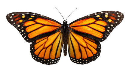 Fototapeta premium Monarch butterfly with intricate orange and black wings and white spots showcased against a clean backdrop, perfect for nature studies and entomology projects.