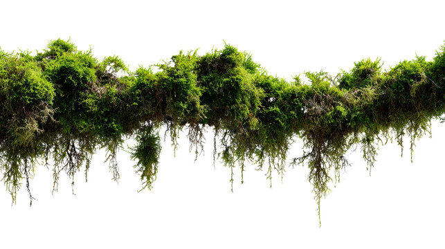 Overgrown lush green moss and creeping plants hanging from a horizontal branch creating a natural jungle canopy for environmental design and organic backgrounds