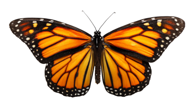 Monarch butterfly with intricate orange and black wings and white spots showcased against a clean backdrop, perfect for nature studies and entomology projects.