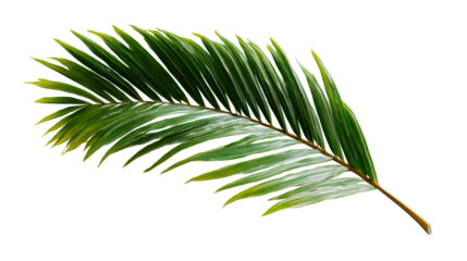 Lush green palm frond with pointed leaves arching gracefully, perfect for tropical themes and summer promotions.