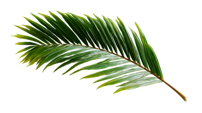 Lush green palm frond with pointed leaves arching gracefully, perfect for tropical themes and summer promotions.