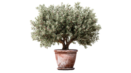 Potted olive tree with dense foliage and small red fruits, a classic botanical element perfect for home decor, landscaping inspiration, or garden center advertising.