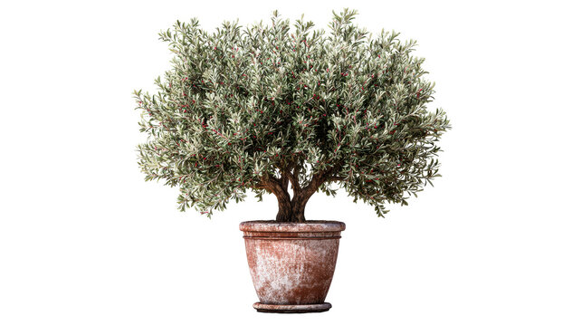 Potted olive tree with dense foliage and small red fruits, a classic botanical element perfect for home decor, landscaping inspiration, or garden center advertising.