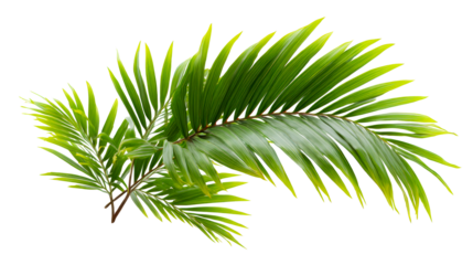 Vibrant green palm fronds fan out in a lush display, perfect for tropical themes, nature, and summer projects.