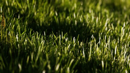 Soft blades of grass cover the ground, illuminated by sunlight streaming down. The scene captures a peaceful moment in a serene garden, inviting relaxation and calm.