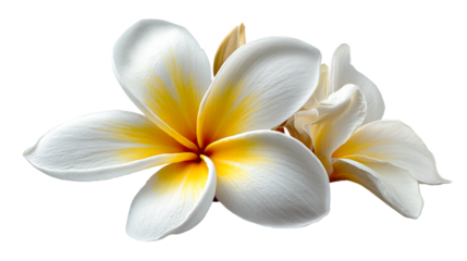 Delicate frangipani blossoms with striking yellow centers and soft white petals, ideal for illustrating tropical themes, spa concepts, and floral arrangements in marketing materials.