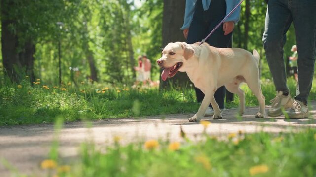 stroll with dog, sunny trail walk with pet and companionship, peaceful weekend stroll along shaded path with furry friend, serene outdoor walk through trees with loved one and lively labrador dog