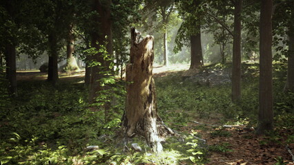 A weathered tree stump stands amidst vibrant greenery in a sunlit forest. Sunbeams pierce through the leaves, creating a serene atmosphere that invites exploration and reflection.