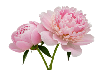 Two pastel blush pink peonies (bloomed & bud) with green stems and glistening dew drops on transparent, copy space, soft diffused light. Concept of natural beauty and serenity