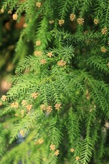 Close-up of Japanese Cedar Cryptomeria Japonica 
