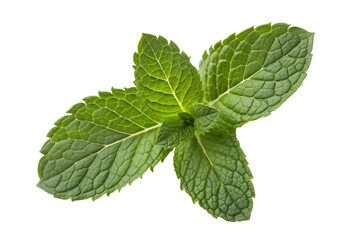 Mint leaf. Fresh mint on isolated background. Fresh green mint leaves isolated.