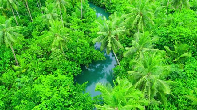 Aerial view of a winding river amidst a tropical forest with green palm trees and foliage at Maasin River, Siargao, Philippines.