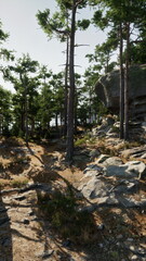 Sunlight filters through tall pine trees, casting shadows on the rocky ground. The serene scene invites exploration and adventure among the natural beauty.