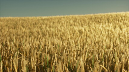 Fields of golden wheat stretch endlessly under a bright blue sky, gently swaying in the evening breeze as the sun begins to set, creating a serene and peaceful atmosphere in nature.