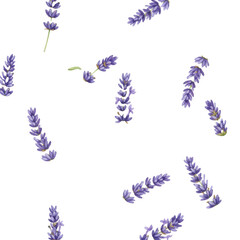 Individual sprigs of delicate purple lavender flowers and green leaves, rendered with soft watercolor textures, sharp focus, on a transparent background, modern botanical spring pattern concept