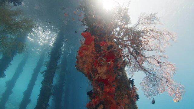 Underwater view of the stilts covered with rich corals, area of the Alor Island in Indonesia
