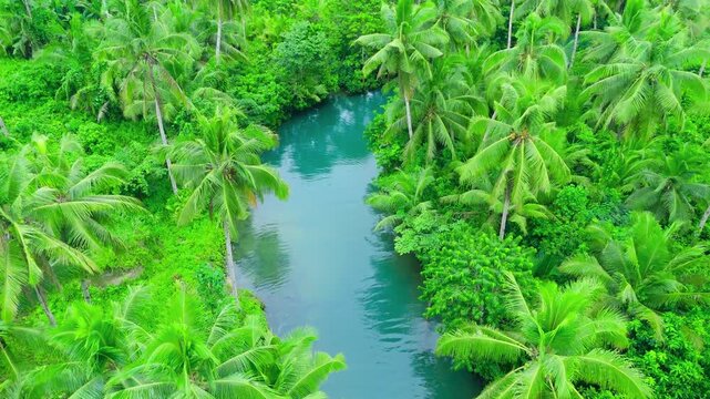Aerial view of a winding turquoise river surrounded by a dense palm tree forest and tropical vegetation, Maasin River, Siargao, Philippines.