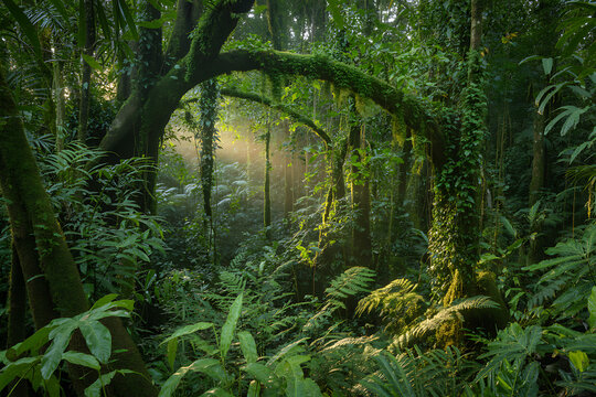 Lush green jungle with sunlight filtering through trees
