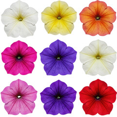 Nine colorful, intricate petunia flowers, grid arranged on a transparent background with copy space, captured with soft macro. Concept of organized natural beauty
