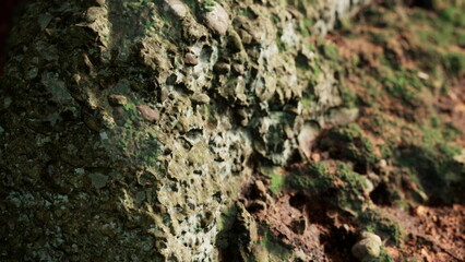 Close up view of a rocky surface showing unique textures and patterns formed by nature. Sunlight illuminates the stone, highlighting its colorful features and rough surfaces in a serene environment.