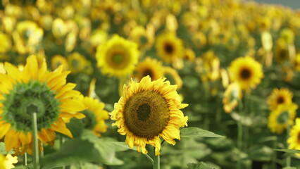Bright yellow sunflowers stretch towards the sun in a stunning field. The vibrant flowers sway gently in the breeze, creating a joyful, colorful scene during a sunny day.