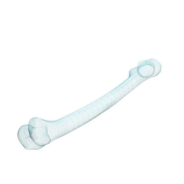 Human Bone 3d render wire frame