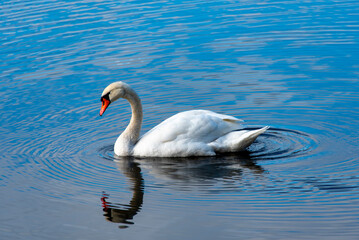 Obraz premium Mute Swan on a Lake