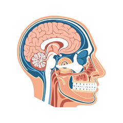Detailed sagittal cross-section illustration of the human head, showcasing brain, skull, nasal cavity, and oral structures.