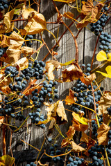 Domestically Grown Marquette Red Grape