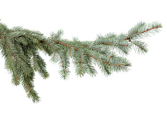 Blue spruce branch extending from left side isolated on pure white background, detailed blue green evergreen needles and natural texture with copy space, perfect winter and Christmas element