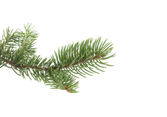 Green fir branch isolated on clean white background, detailed evergreen needles creating natural minimalist botanical element with copy space, ideal for Christmas and winter designs, greeting cards, 