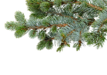 Blue spruce branches hanging from upper edge on clean white background, detailed blue green needles creating natural evergreen border with copy space, ideal winter and Christmas element for greeting 