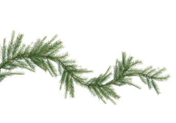 Long curved fir garland branch isolated on white background, flowing line of green evergreen needles creating natural decorative border with copy space, ideal for Christmas frames, winter designs, 