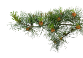 Green pine branch with small buds isolated on pure white background, long slender needles and brown growth points creating natural evergreen element ideal for Christmas decorations, winter designs, 