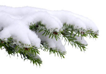 Snow covered fir branches isolated on white background, thick layer of fresh snow resting on green needles, detailed natural winter scene perfect for Christmas cards, posters, seasonal advertising, 