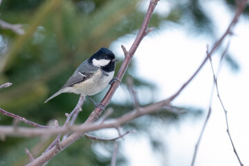 Obraz premium Coal tit bird perched on a branch against the background of a coniferous forest