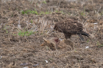 Common buzzard feeds on its prey in a field