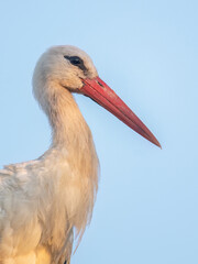 Close-up of a white stork with a long red beak against a blue sky