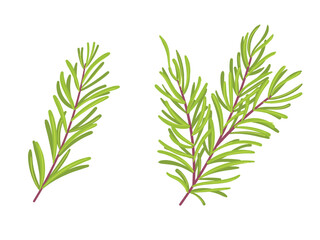 Fresh leaf rosemary, plant herb illustration