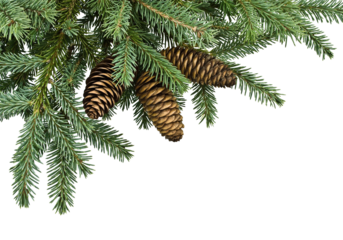 Fir tree branches with hanging pine cones on clean white background, natural evergreen corner border with detailed green needles and brown cones, perfect winter and Christmas element for greeting card