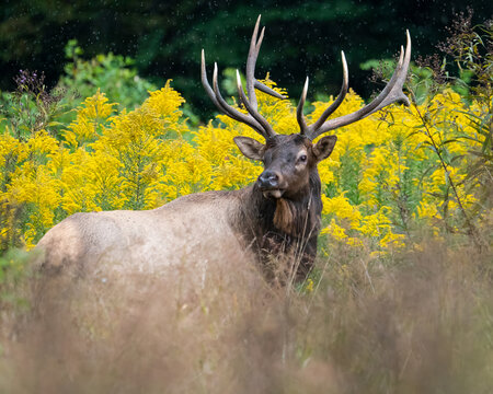 Bull Elk in Standing in Goldenrod