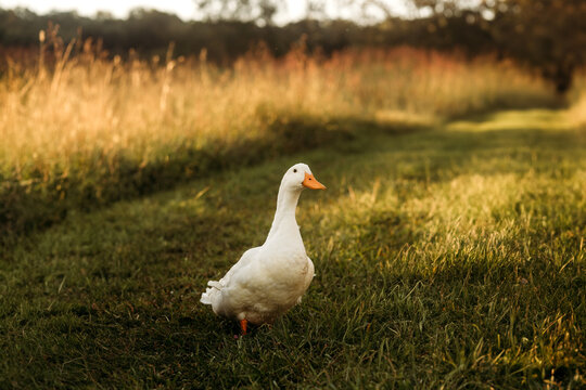 white pekin duck in a field