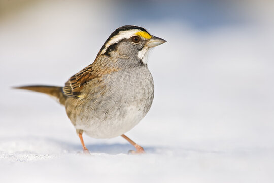 White-throated sparrow standing on snow covered ground